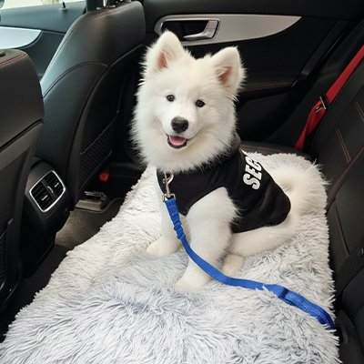 Ceinture de sécurité pour chien 
